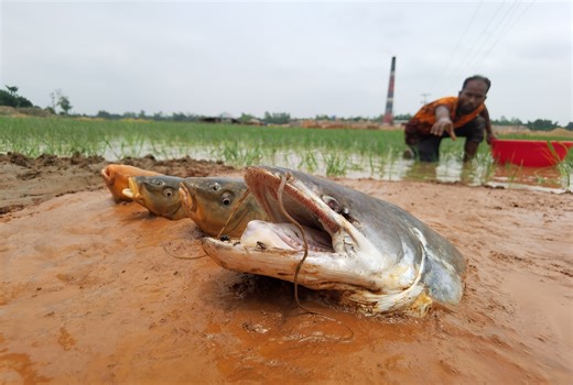 Top 10 Daily Life Big Stuck Fish Catching in River Flowing Water Dry Place Secret Hole #fishing #fish #fishinglife | Catch Fish With ET