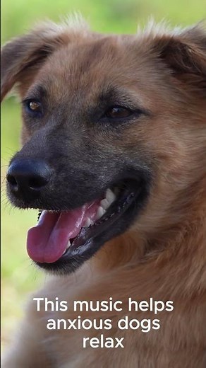 This calming sound works on all dogs