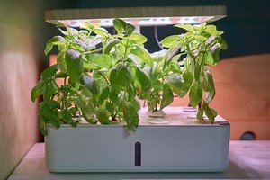 Aquaponics vs. Hydroponics: Pros, Cons, and Best System for Your Indoor Garden