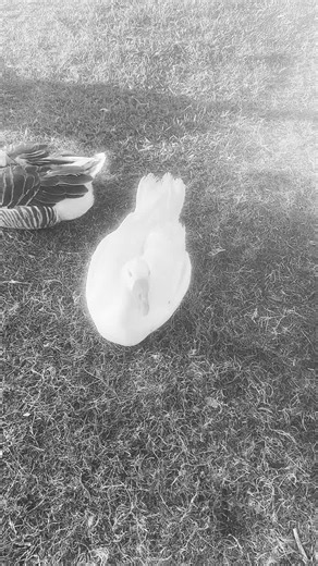 Chicago Bear (@chicagobear4)’s videos with Red Red Wine - UB40