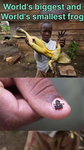 The Largest Frog vs The Tiny Frog You Won’t Believe Exists
