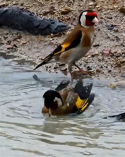 🔥 #بتبتة و استحمام #الحسون في البرية🔥