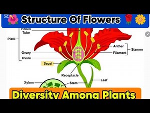 Morphology Of Flower|| Angiospermae|| Diversity Among Plants ☘️|| Class 11