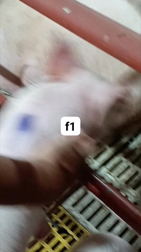 #agribussiness | MJJ Farm