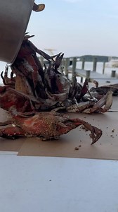 I Steamed Maryland Crabs #seafood #crab #maryland | By the Water