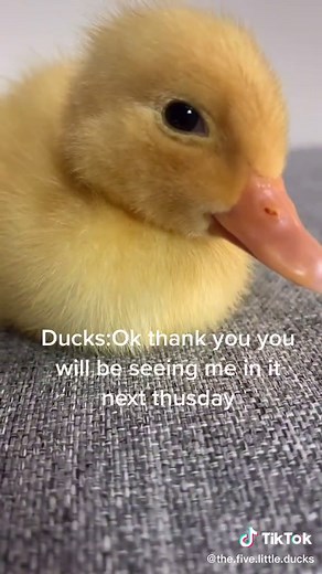 #daisy#cuteduck#cute daisy’s so excited for her pool and to swim in it with her brothers and sisters