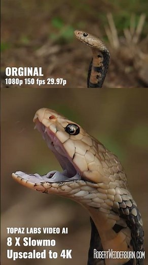5 Seconds of SLOW MOTION That Will Change How You See Snakes Forever