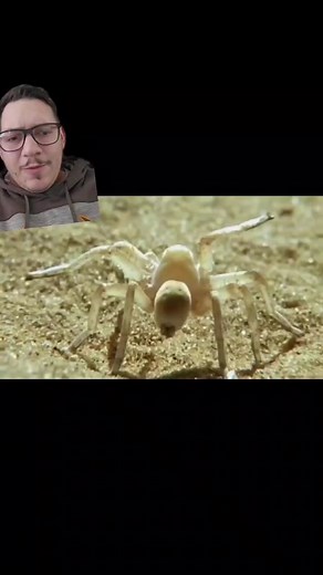 The Golden wheel spider has a unique way to escape parasites #spider #arachnid #nature #educational #fyp #Namibia #africa #goldenwheelspider