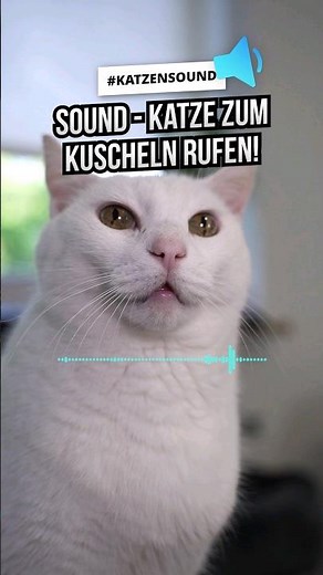 KATZEN MIAUEN - spiele DAS ab und deine Katze kommt sofort zu dir! 😸 #Katzensound #katzenliebe