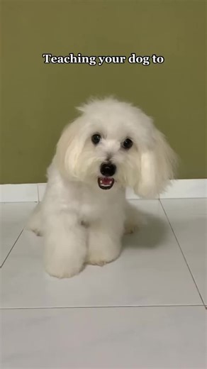 If you want a happy, well-behaved, and loving puppy, this is for you! 👇👇 💡 Top-Quality Dog Training Course to boost your dog’s Hidden intelligence and improve behavior-includes super easy Training tips >>>> @smartdog.train 🐾 Here’s how to get started: ♦️ Start a Dog Obedience Program: Learn how to set a basic foundation before you begin to train your dog. ♦️ Train Your Dog Using Games: Training your dog should be fun! Everyone knows it's easier to learn when you are having a good time, so tr