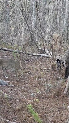 Bobcat Marking Territory in the Florida Swamp 🐾