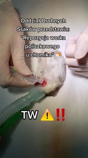 Repozycja worka policzkowego u chomika