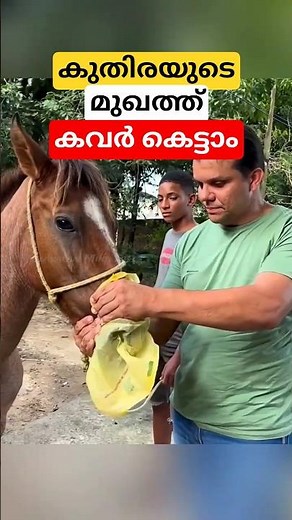 കുതിരയുടെ അസുഖങ്ങൾ കണ്ടെത്താം #malayalam #shorts #facts #horse #disease #test
