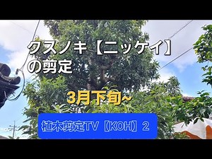 3月下旬~ クスノキ【ニッケイ】の剪定解説 透かし剪定【造園 植木屋 庭師 庭木 樹木 職人 高所作業】