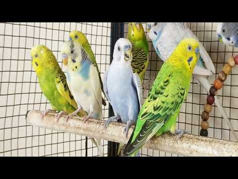 3 Hours of Happy Parakeet Sounds 🐦 | Relaxing Bird Chirping for Calm & Happiness