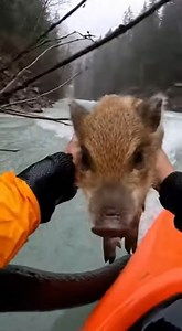 Boar rescued from devastating floods after being trapped by rising waters | Outfit Anatomy