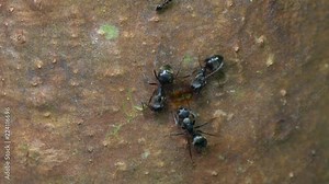 Small black ants interacting and drinking sap exuding from a Capirona tree in rainforest in the Ecuadorian Amazon in slow motion. There are two different sized worker castes of the same species.