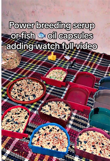 Enhancing Love Bird Breeding with Fish Oil Capsules