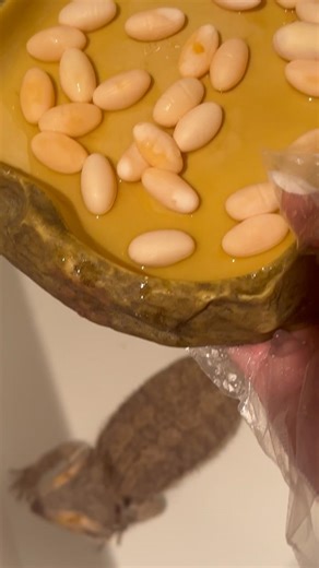 Smoochie the #beardeddragon and her eggs! #reptiles #lizard