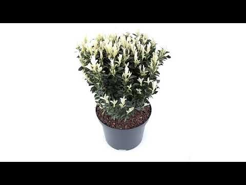 360: Euonymus Paloma Blanca