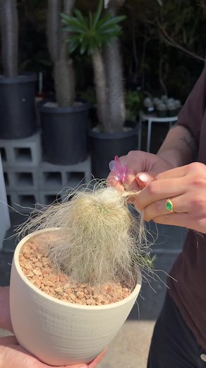 Cephalocereus senilis: Rare Old Man Cactus Back in Stock