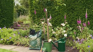 Plant Your Potted Standard Tree Rose With Ease