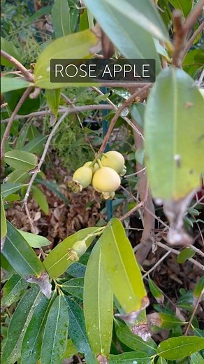 Rose apples (Syzygium jambos) are like the best thing ever..: