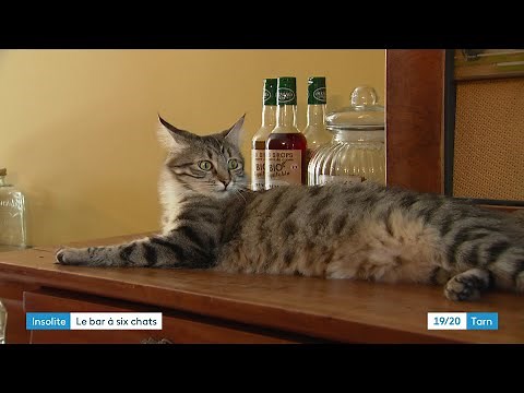 Bar à chats à Albi, câlins et ronrons pour la pause café