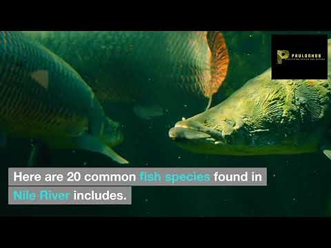 20 notable fish species that made the Nile River their habitat