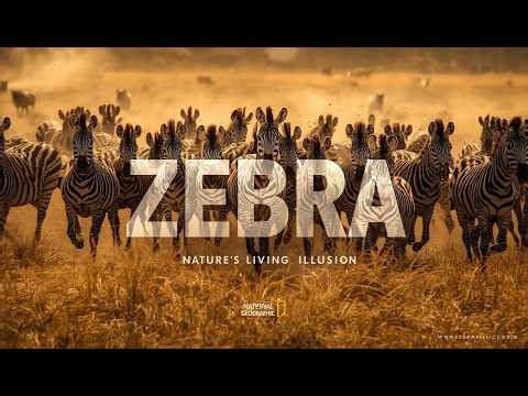 Zebra: The Black and White Code That Confuses Predators