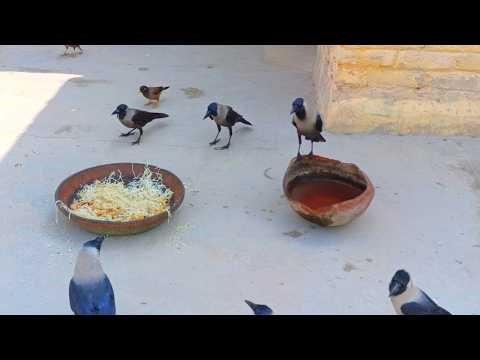 Crows Breakfast Ritual: The Morning Scout's Call in the Village#crows 