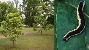 DIY: Plant Your Own Backyard Bait Tree for Fishing - Game & Fish