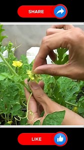 19K views · 129 reactions | Watermelons 﫶 | Small Vegetable Garden | Facebook