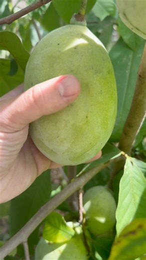 660K views · 5.4K reactions | FORGOTTEN FRUIT HARVEST! Witness the...