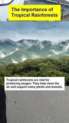 The Importance of Tropical Rainforests - OTOMOTIPS