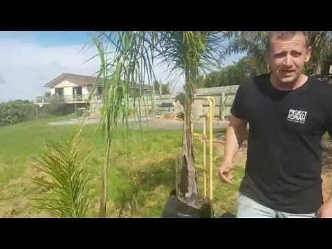 Queen Palm Guide - Syagrus Romanzoffiana
