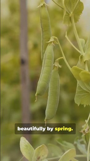 Winter Peas – Fall’s Secret Crop for Soil & Spring Growth 🌱🫘 #FallGarden #SoilHealth #WinterPeas