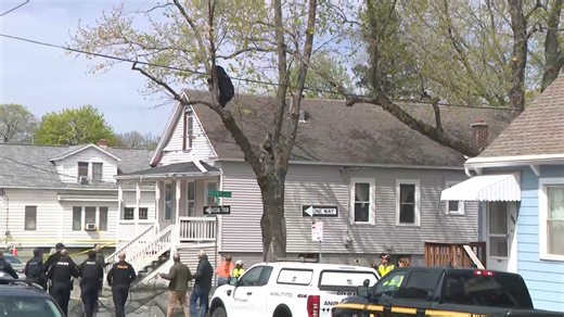 Adorable Black Bear falls from a tree in Albany, caught by first responders