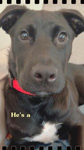 3.2K views · 73 reactions | Available at peaklabrescue.com | Peak Lab Rescue | Facebook