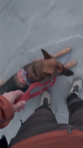 German Shepherd Training Progress - Watch Hera Learn Fast!