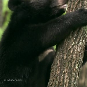 1K reactions · 128 shares | No chains, no forced interactions, no "performances". Just wild animals being wild animals, share to support wild animals 女 | World Animal Protection UK | Facebook