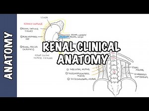 Kidneys - Clinical Anatomy (Renal Anatomy) • Video • MEDtube.net