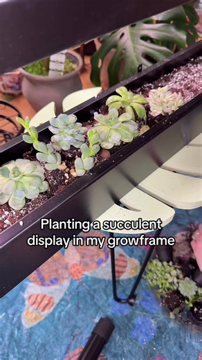 Creating a Beautiful Succulent Display in a Growframe