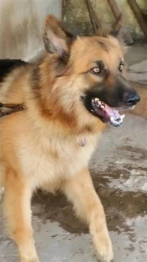 Big dog barking loudly #dogsound #germanshepherd #dogvideos #shorts