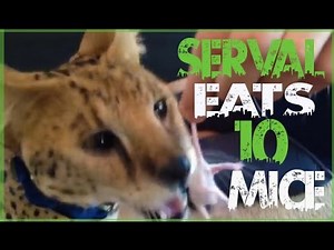 Serval Eats 10 Live Mice!