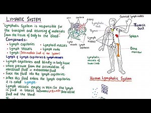 Lymphatic system | lymphatic system class 11