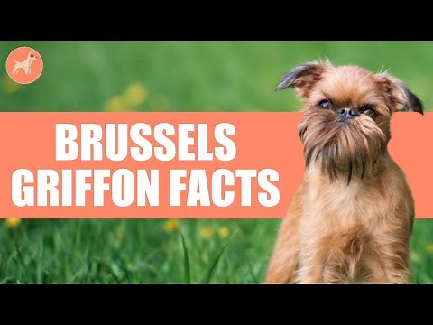 Brussels Griffon Dog Breed: 10 Amazing Facts You Must Know