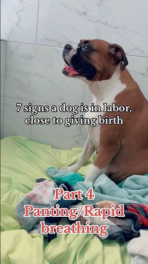 7 signs a dog is in labor, close to giving birth - Part 4 -panting