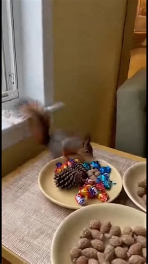 Aventura de inverno do esquilo! Veja o salto ousado do esquilo em um quarto aconchegante! #fblifestyle #AI Generated using Kling AI . . . (Apenas para fins de entretenimento. Consulte profissionais se forem apresentadas orientações sobre atividades. Nenhuma afiliação a marcas está implícita se alguma for mostrada. Se inspirado em fatos reais, podem ser incluídas adaptações criativas. O conteúdo pode incluir imagens públicas.) | Fabiosa Brasil