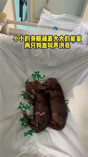 The Miraculous Power of a Mother's Love: Tiny Body, Giant Heart